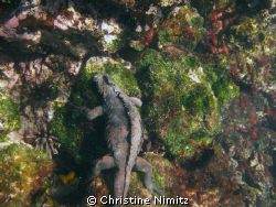Marine iguana chomping on algae, Sombrero Chino, Galapago... by Christine Nimitz 